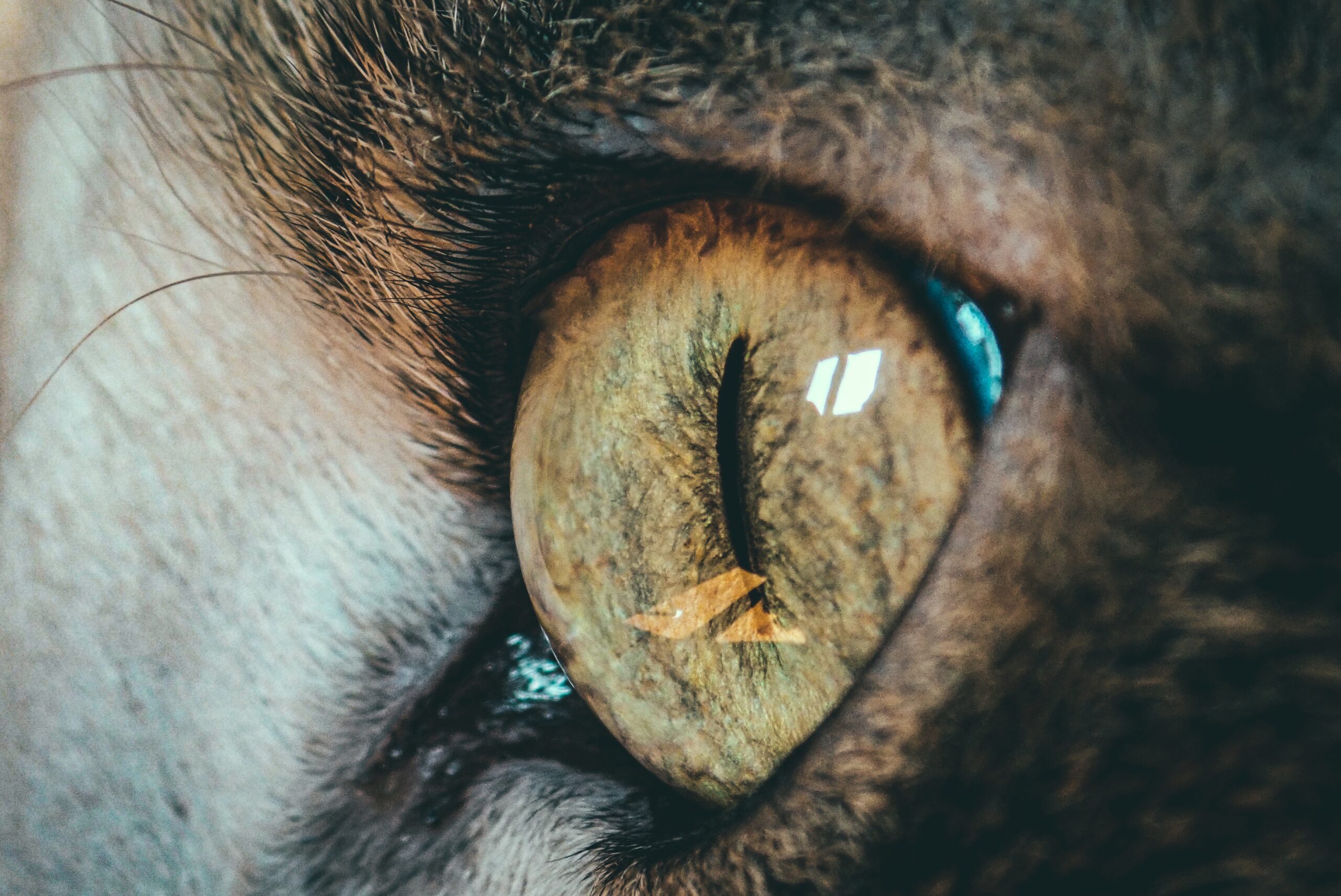 A beautiful closeup macro shot of a cat's eye - perfect for background